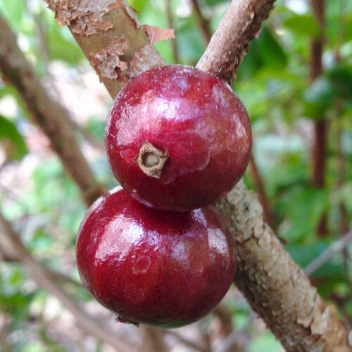 Two Red Dwarf Jaboticaba on a branch with a blurred green background
