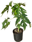 Potted plant with green leaves on a white background