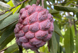 Close-up of a Red Sugar Apple, Sweetsop, Annona Tree on a tree branch with green leaves.