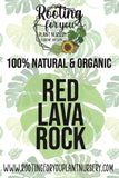 Advertisement for Red Lava Rock from Rooting for You Plant Nursery with plant-themed design.