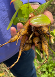 Hand holding a bundle of Arrowroot (Maranta arundinacea) with green leaves