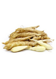 Group of fresh Arrowroot (Maranta arundinacea) roots on a white background