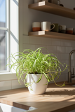 Reverse Spider Plant (Chlorophytum comosum) – Multiple Sizes & Pot Options
