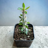 Alluaudia procera 'Madagascar Ocotillo'