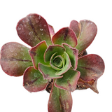 Aeonium Akafuji 'Red Fuji'