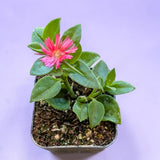 Aptenia cordifolia Baby Sun Rose Plant