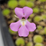 Close-up of a purple Pinguicula esseriana {Agua de León} flower with a blurred green background