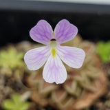 Close-up of a purple and white Pinguicula emarginata x jaumavensis flower with a blurred natural background