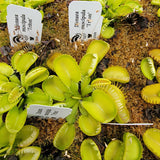 Venus flytrap (Dionaea muscipula) 'Triton'