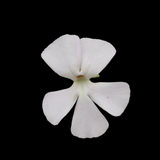 White Pinguicula ehlersiae (white flower) on a black background