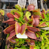 Venus flytrap (Dionaea muscipula)  'Low Giant' x 'Jaws smiley'