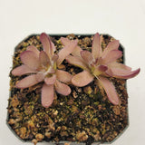 Pinguicula cv. 'BCP Crystal'