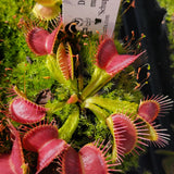 Venus flytrap (Dionaea muscipula) 'Schuppenstiel II'