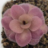 Close-up of a Pinguicula martinezii x laueana -Mexican butterwort- with a textured surface.