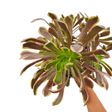Aeonium O'Carrie