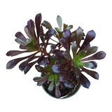 Aeonium arboreum 'Black Rose'