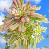 Green succulent plant with pink edges against a blue sky