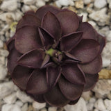 Close-up of a dark purple Pinguicula laueana "Tangerine" x cyclosecta succulent plant with a blurred stone background