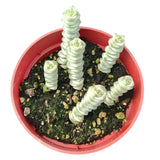 Crassula Fantasy 'Baby's Necklace' Variegated