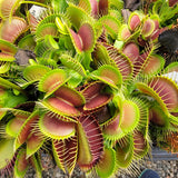 Venus flytrap (Dionaea muscipula) 'GJ Phalanx' x 'La Grosse a Guigui'