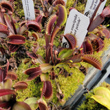 Venus flytrap (Dionaea muscipula) 'Red Fused Petiole'