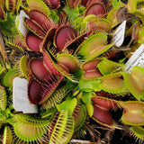 Venus flytrap (Dionaea muscipula) 'GJ Phalanx' x 'La Grosse a Guigui'