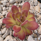 Pinguicula agnata 'El Lobo' x gypsicola plant with red edges on a pebble background