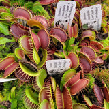 Venus flytrap (Dionaea muscipula)  'Low Giant' x 'Jaws smiley'