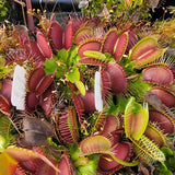 Venus flytrap (Dionaea muscipula) 'GJ Phalanx' x 'La Grosse a Guigui'