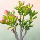 Crassula ovata Variegated 'ET's Fingers' Jade