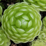 Close-up of a green Pinguicula esseriana {Agua de León} plant with layered leaves