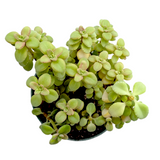 Plectranthus socotranus