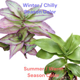 Two plants labeled 'Winter/Chilly Season Color' and 'Summer/Warm Season Color' on a white background.