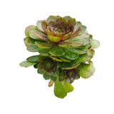 Aeonium 'Madeira Rose'