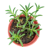 Cooper's Hardy Ice Plant - Delosperma cooperi