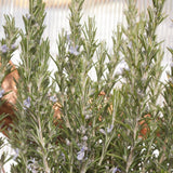 Rosemary Seeds (Organic)