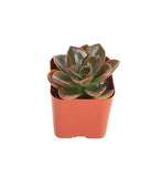 Echeveria 'Melaco'