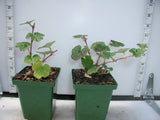 Creeping Raspberry - 3.5 inch Pots (Minimum Quantity: 25 Plants)