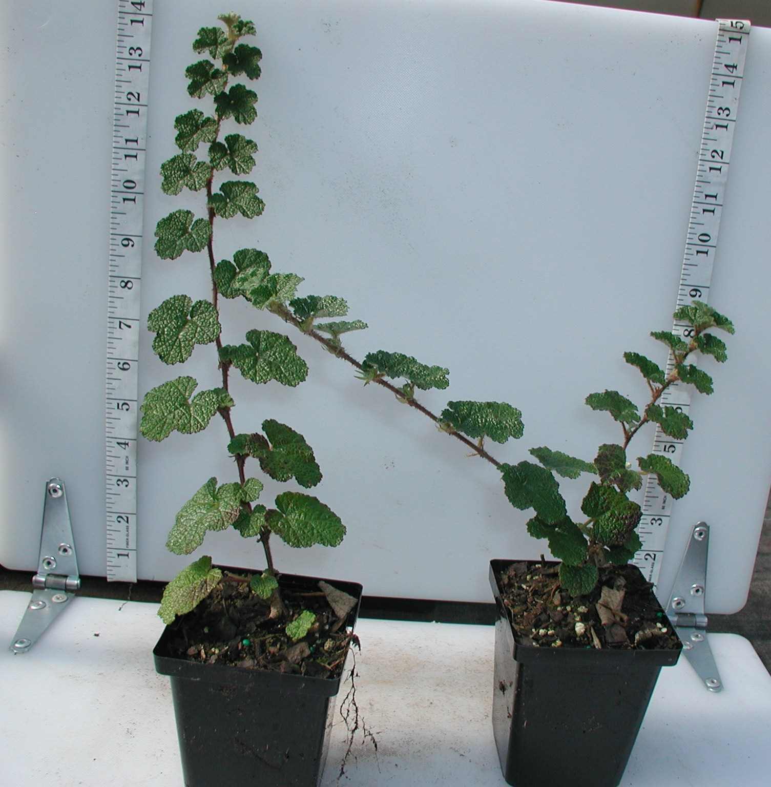 Creeping Raspberry Ground Cover