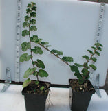 Creeping Raspberry - 3.5 inch Pots (Minimum Quantity: 25 Plants)