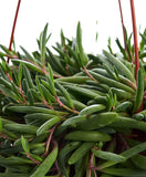 Close-up of Othonna capensis 'Ruby Necklace' plants with a white background