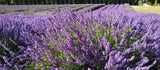 Blue Cushion Lavender Plant - Live Lavandula angustifolia 4 Inch Pot