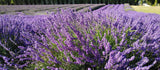 Lavender field with rows of purple flowers in a natural setting