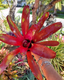 Bromeliad Neoregelia ‘Gazpacho’ Live Plant – Exotic Tropical Houseplant – Colorful Rosette Bromeliad – Bareroot Growing Starter