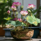 Sacred Lotus (Bonsai) - 5 Seeds