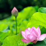 Pink lotus flower with a bud in a green pond