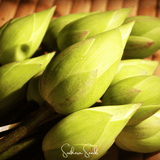 Close-up of green lotus buds with 'Southern Seeds' branding.