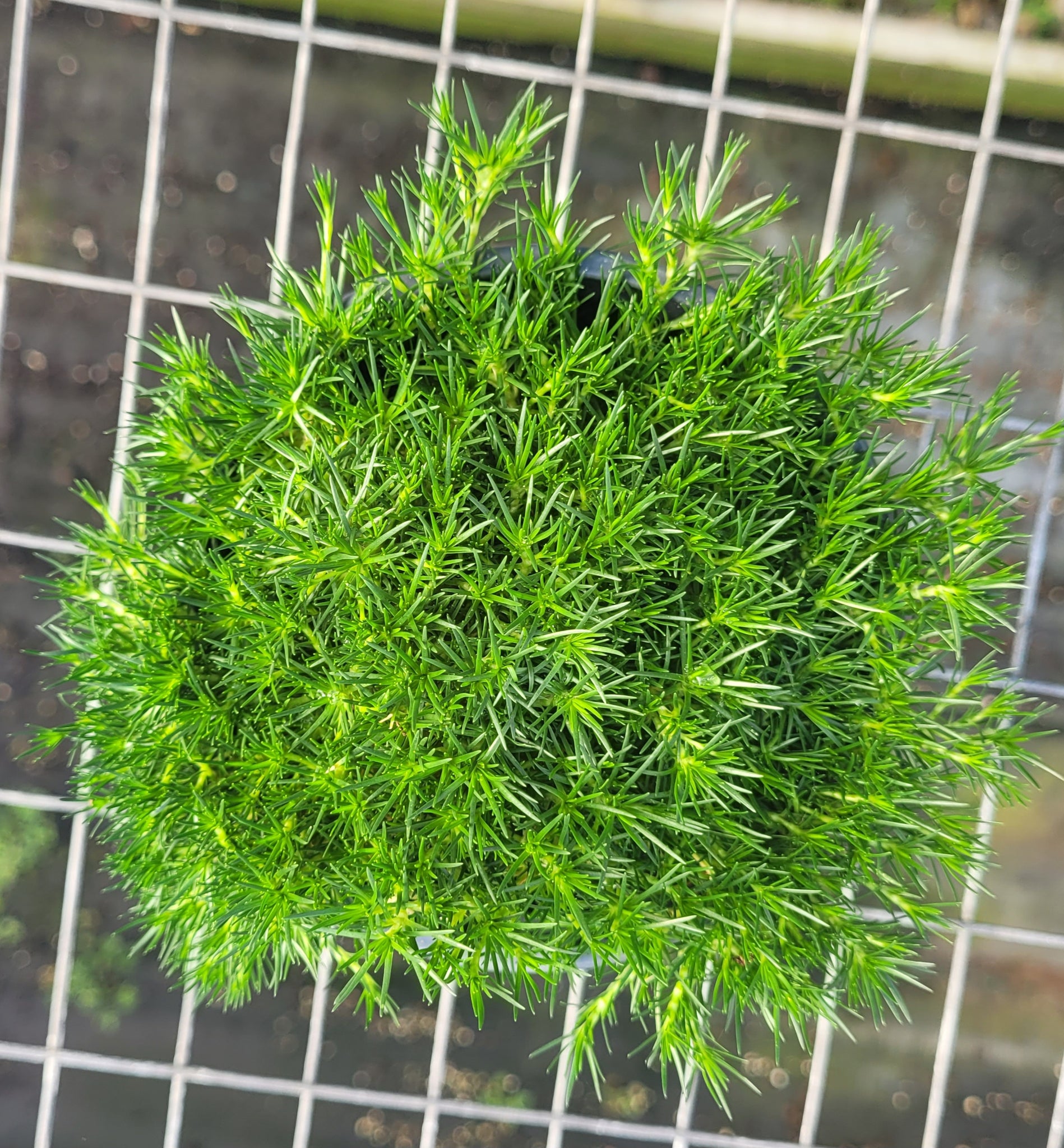 moss growing in potted plants Sagina subulata - Irish Moss - in 4.5 inch Pots