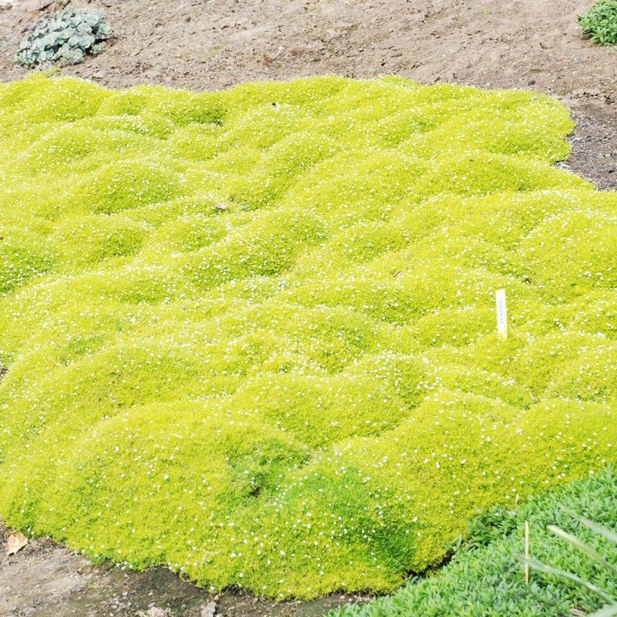 golden moss indoor plant Sagina subulata 'Aurea' - Gold Scotch Moss - in 4.5 inch Pots