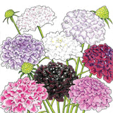 Illustration of Dynamic Scabiosa Mix (Organic) on a white background